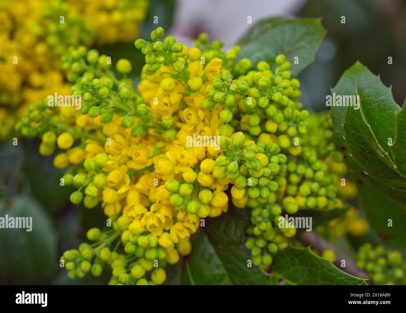 Raisin Oregon (Mahonia aquifolium) Banque D'Images