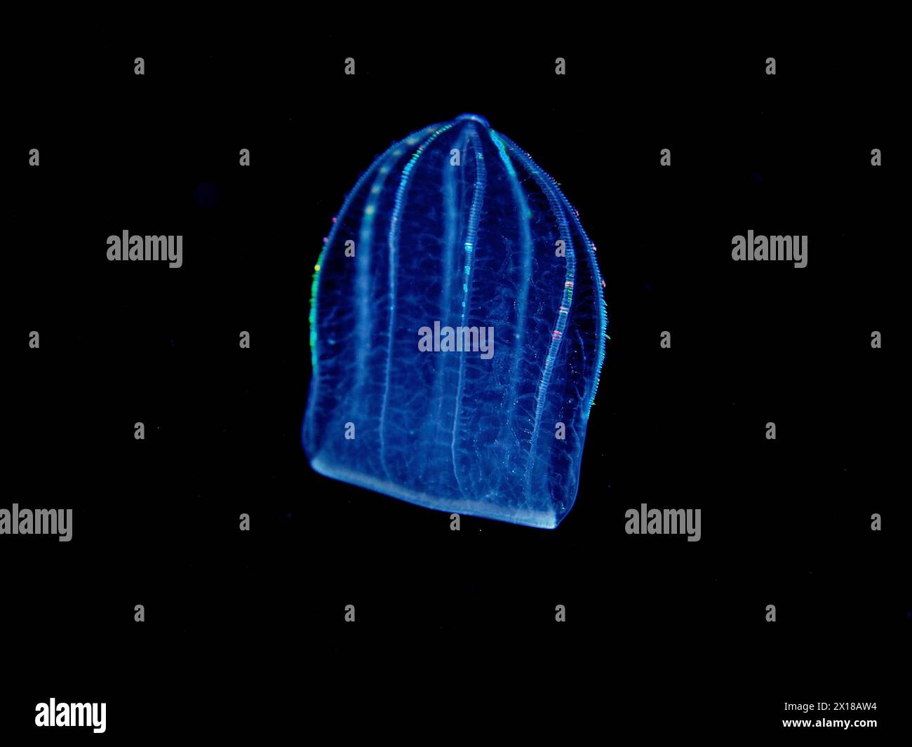 Méduses de melon méditerranéen (Beroe ovata), méduses en peigne, la nuit, site de plongée Riviera Beach, Floride, États-Unis Banque D'Images