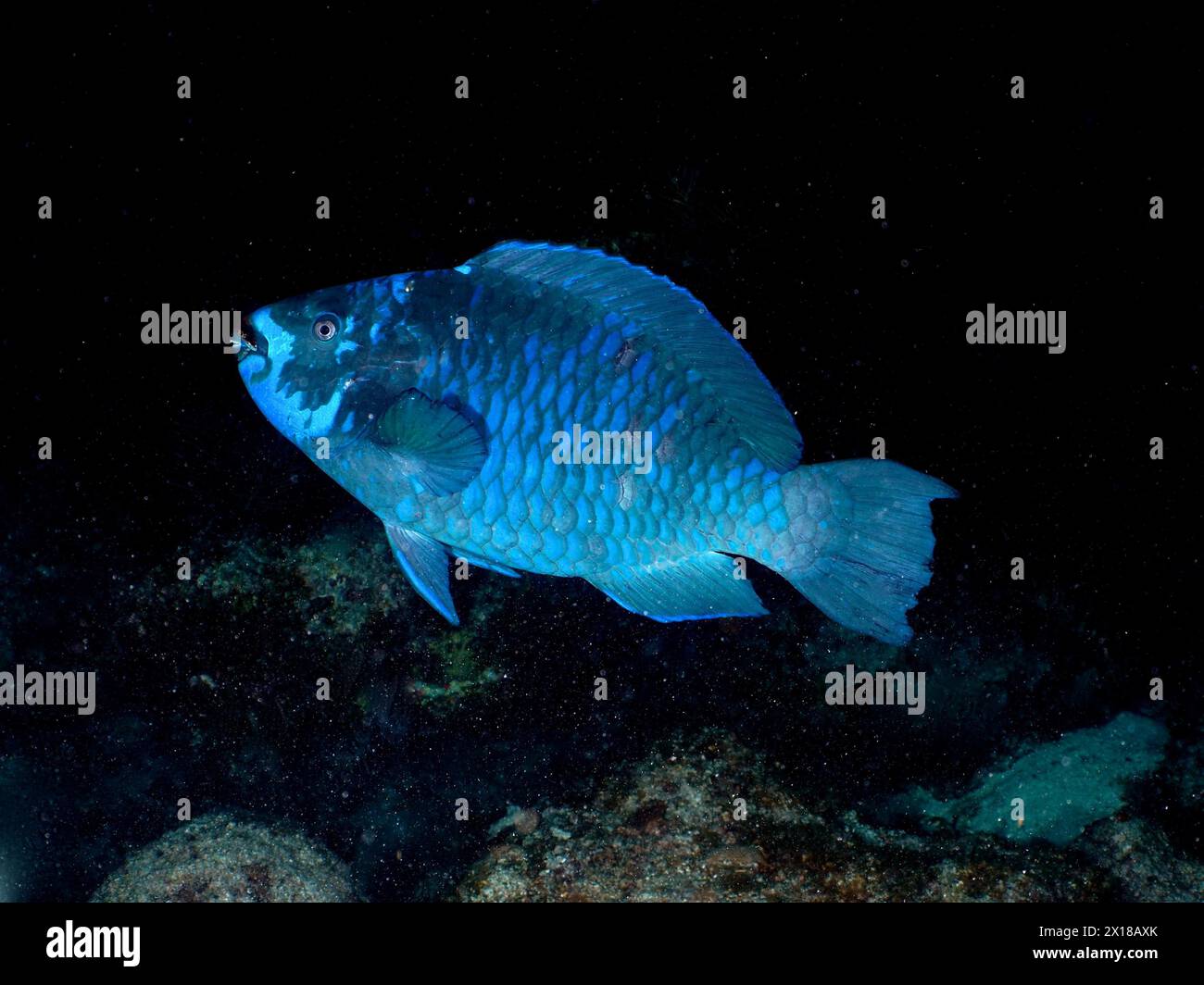 Perroquet de minuit (Scarus coelestinus) la nuit, site de plongée John Pennekamp Coral Reef State Park, Key Largo, Florida Keys, Floride, États-Unis Banque D'Images