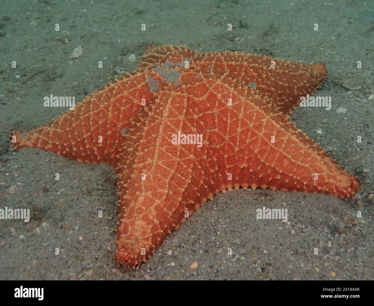 Étoile de mer à coussin rouge (Oreaster reticulatus), site de plongée du pont Blue Heron, parc Phil Foster, Riviera Beach, Floride, États-Unis Banque D'Images
