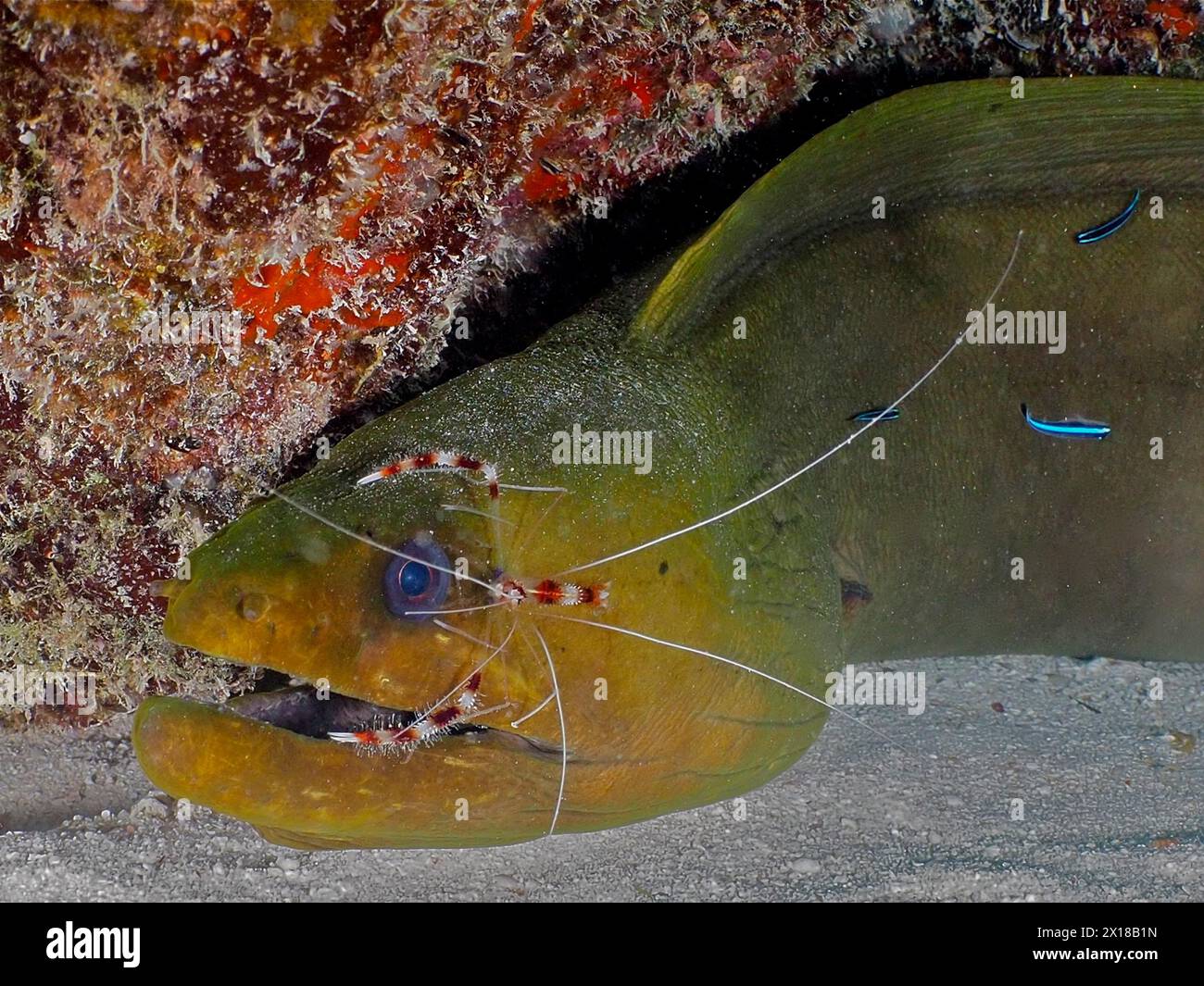 Morue verte (Gymnothorax funebris) à la station de nettoyage, avec crevettes coralliennes baguées (Stenopus hispidus) et gobie néon (Elacatinus oceanops), site de plongée Banque D'Images