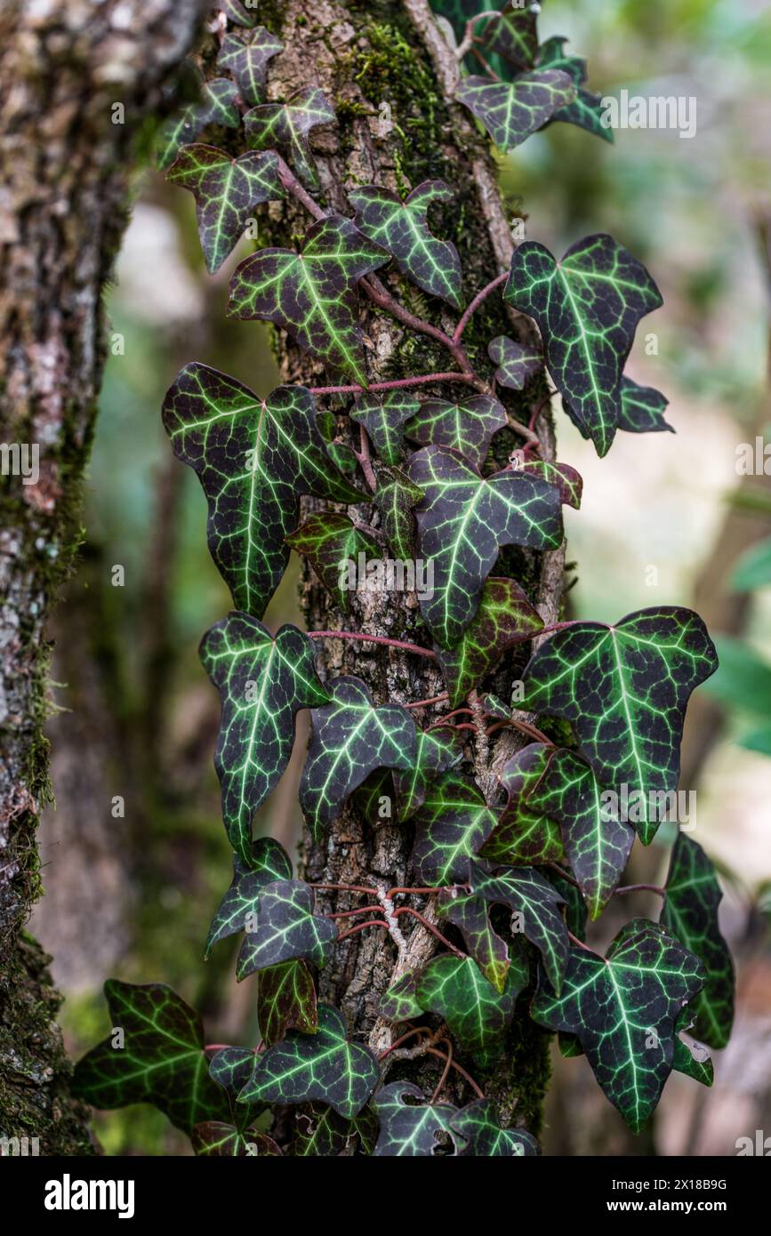 Hedera Helix, le lierre commun, le lierre anglais, le lierre européen Banque D'Images