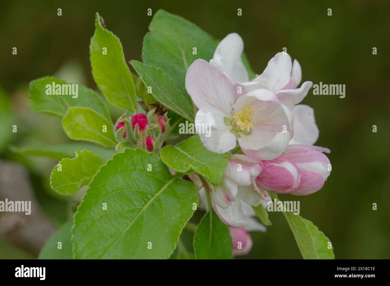Fleur de pomme de James Grieve, variété de pomme, pomme d'été, pomme, Malus, fleur, fleur de fruits, printemps, pomme, Schwaebisch Hall, Hohenlohe Banque D'Images