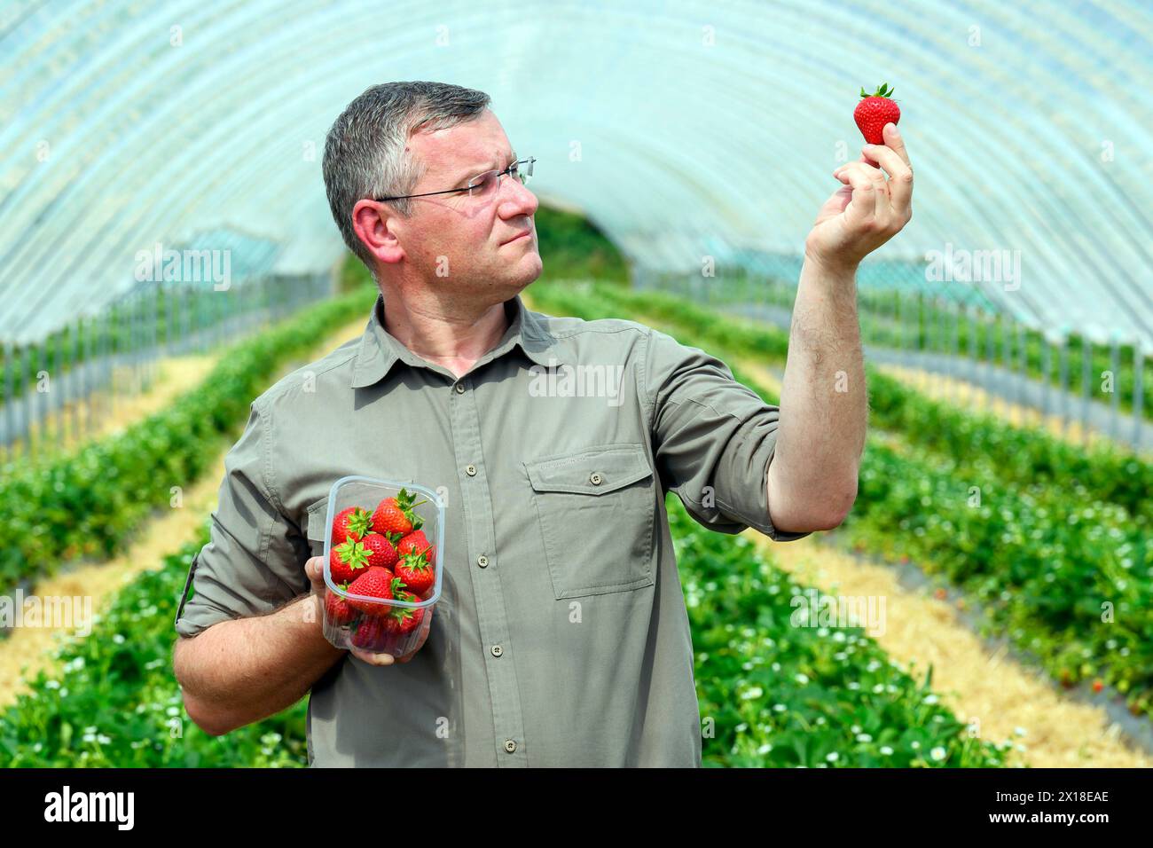 Sergei Kaminski, responsable des fruits mous, Geddes Farms Geddes Farms, l'un des plus grands producteurs de fraises et de céréales en Écosse, a travaillé al Banque D'Images