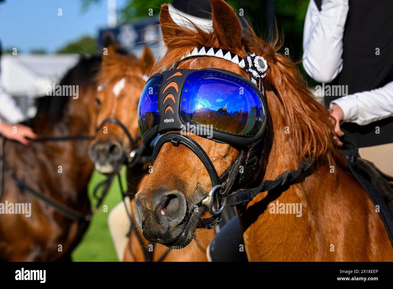 Royal Highland Show Horse avec lunettes de soleil masques Banque D'Images