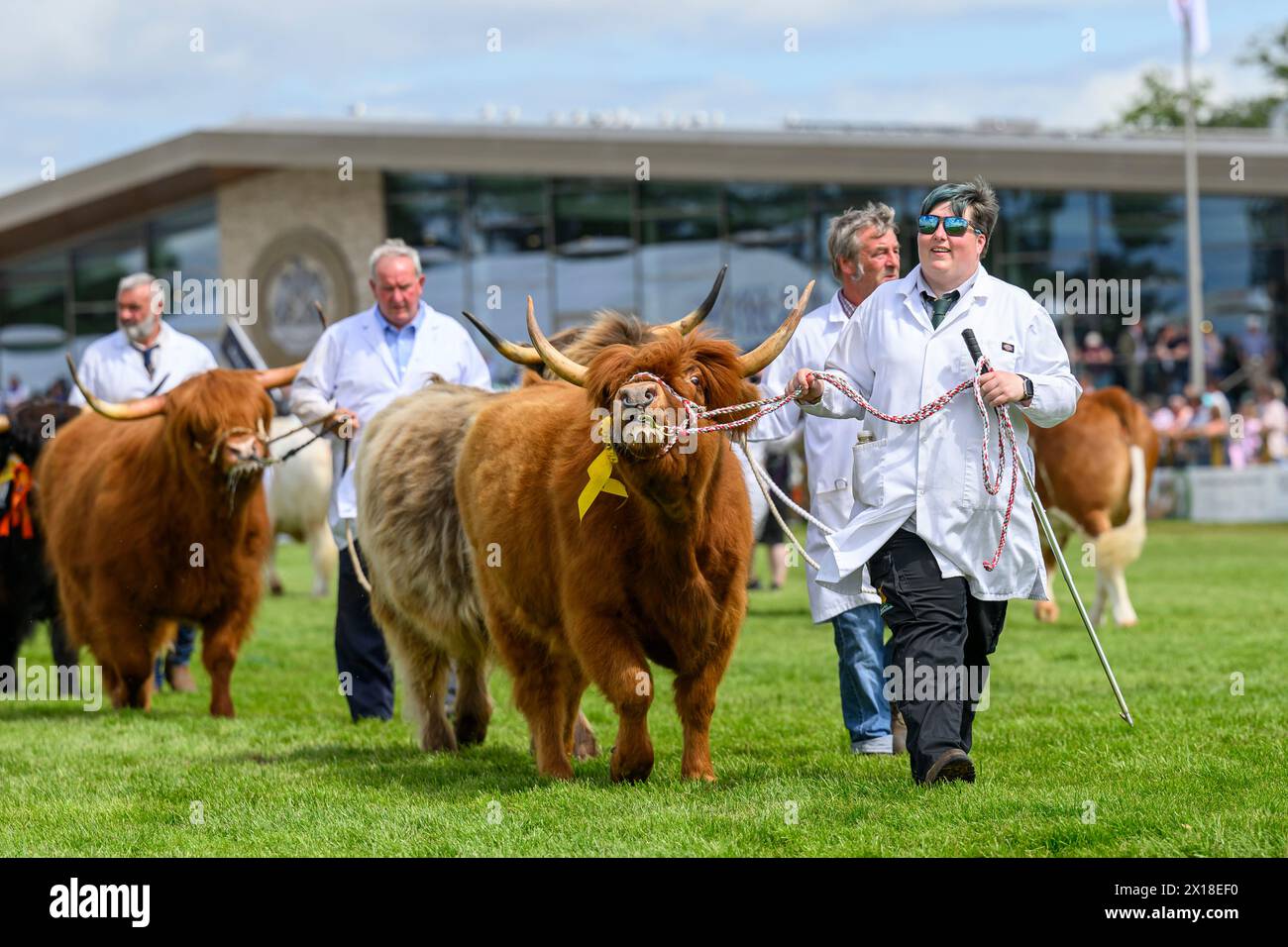 Bovins et leurs gardiens dans l'anneau de jugement à la Royal Highland Show, Royal Highland Centre, Ingliston, Édimbourg, Écosse, Royaume-Uni Banque D'Images