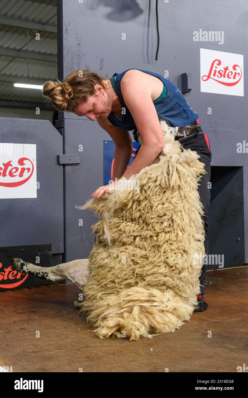 Le Royal Highland Show Sheep Shearing Banque D'Images