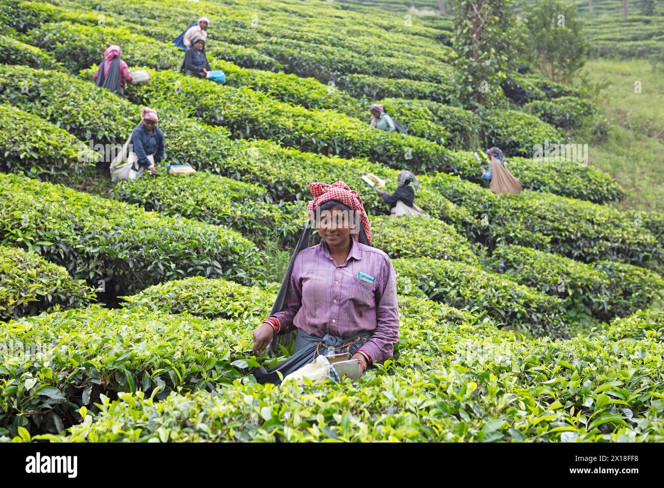 Cueilleur de thé indien sur une plantation de thé, Thekkady, Kerala, Inde Banque D'Images