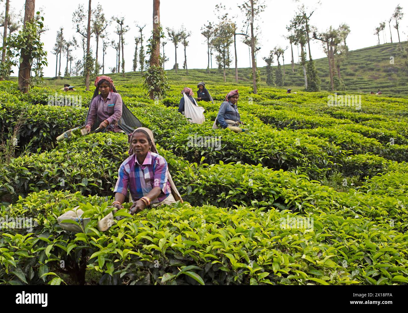 Cueilleurs de thé indiens sur une plantation de thé, Thekkady, Kerala, Inde Banque D'Images