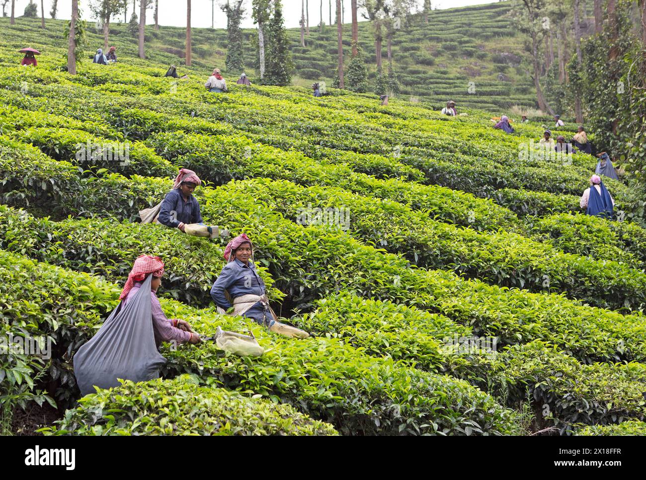 Cueilleurs de thé indiens sur une plantation de thé, Thekkady, Kerala, Inde Banque D'Images