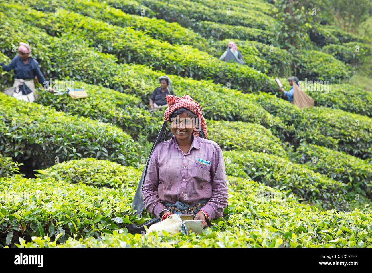 Cueilleur de thé indien sur une plantation de thé, Thekkady, Kerala, Inde Banque D'Images