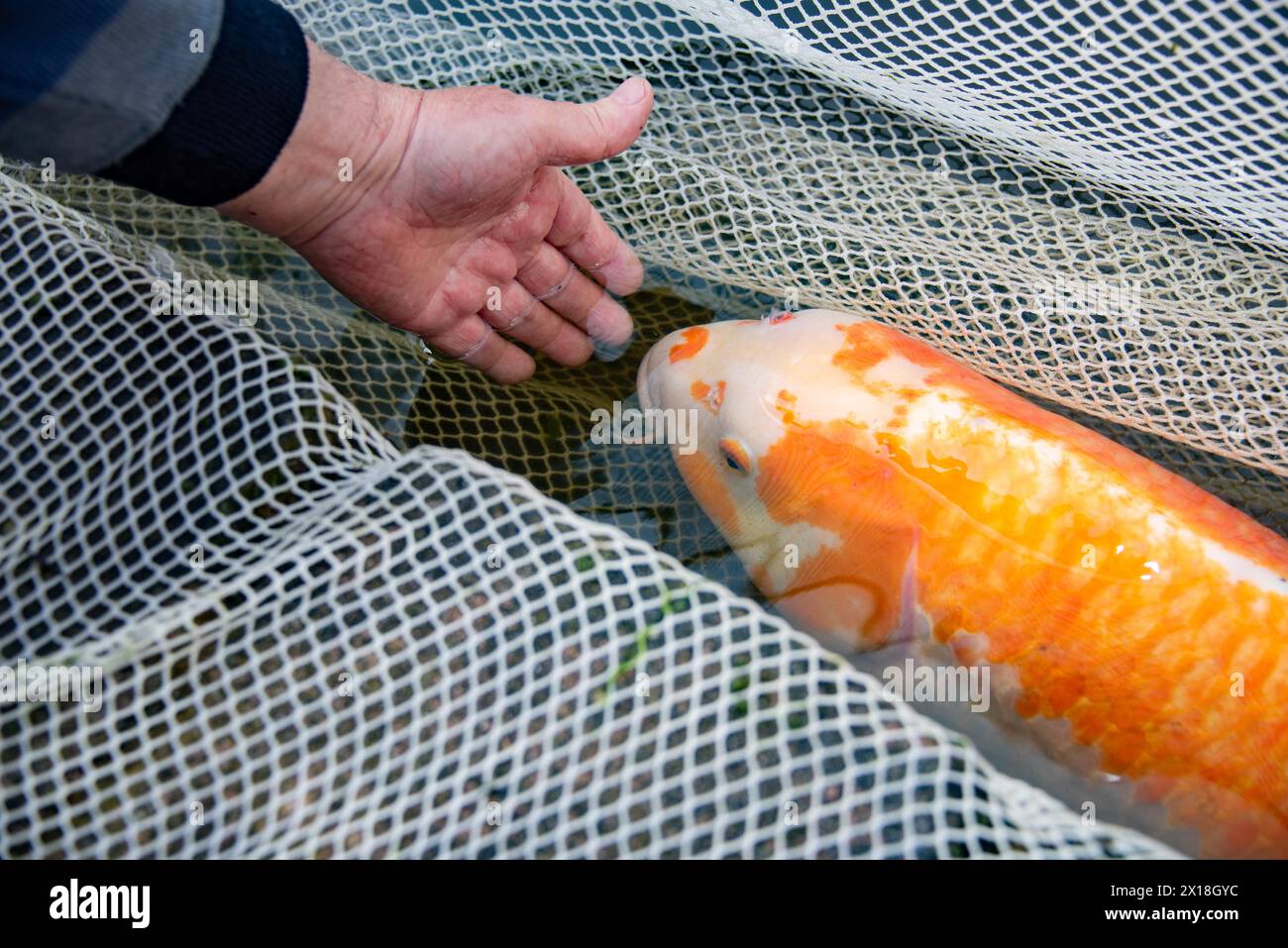 Une main touche doucement une carpe koï couchée dans un filet, Allemagne Banque D'Images