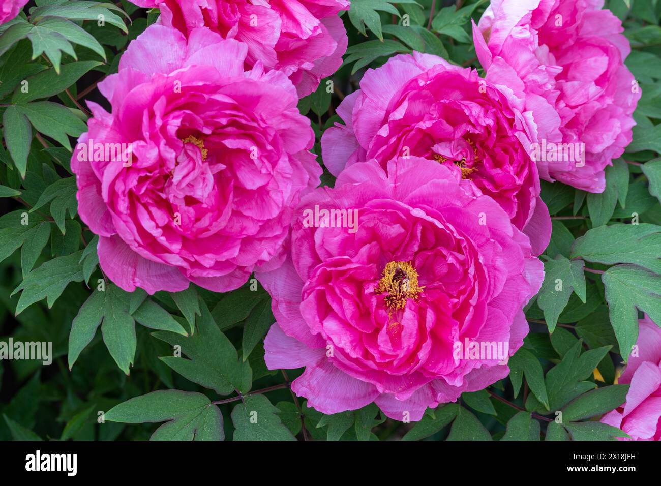 fleurs de pivoine rose paeonia suffruticosa macro Banque D'Images