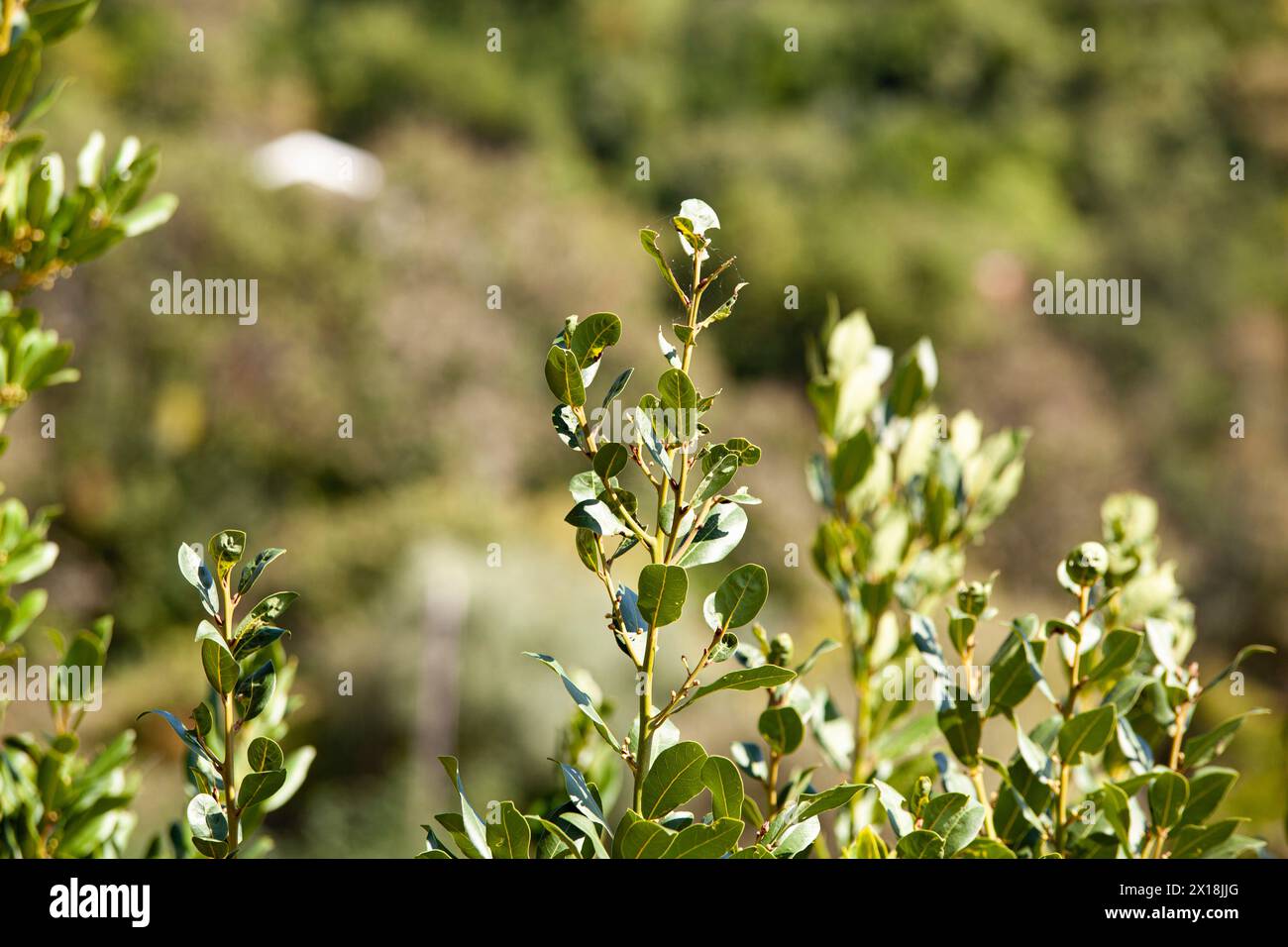 Arbre à herbes tropicales - feuille de laurier, une herbe richement aromatisée utilisée comme ingrédient de cuisine. Texture. Arrière-plan. Monténégro, Europe. Horizontal Banque D'Images