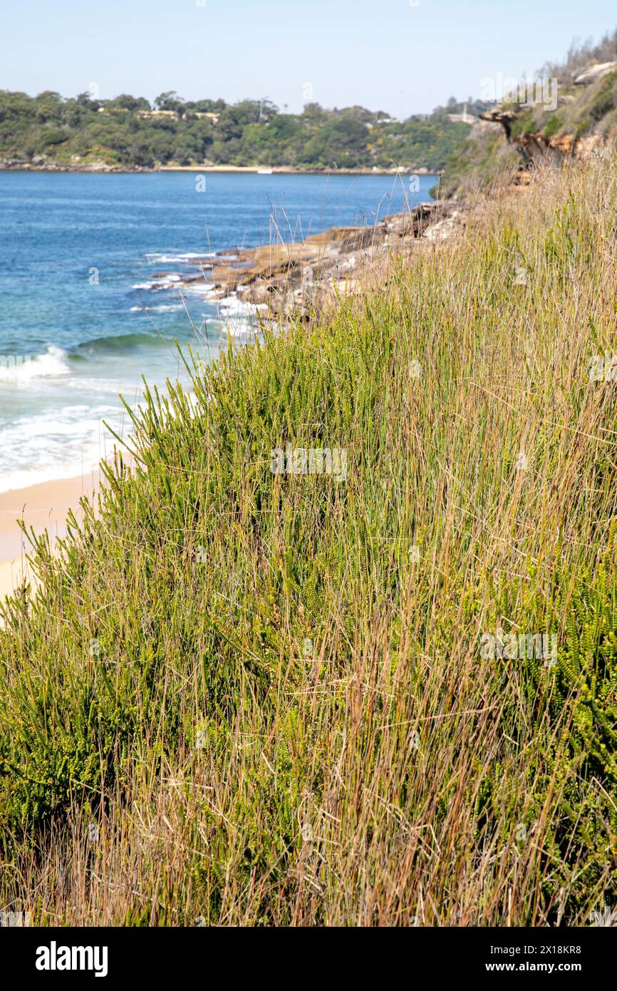 Parc national de Sydney Harbour, plantes côtières et Bush à côté de la plage de Washaway dans la réserve aquatique de North Harbour, Sydney, Nouvelle-Galles du Sud, Australie Banque D'Images