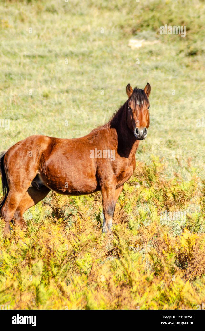 Un garrano chevaux sauvages dans le parc national de Peneda-Geres, seul parc national au Portugal. Banque D'Images