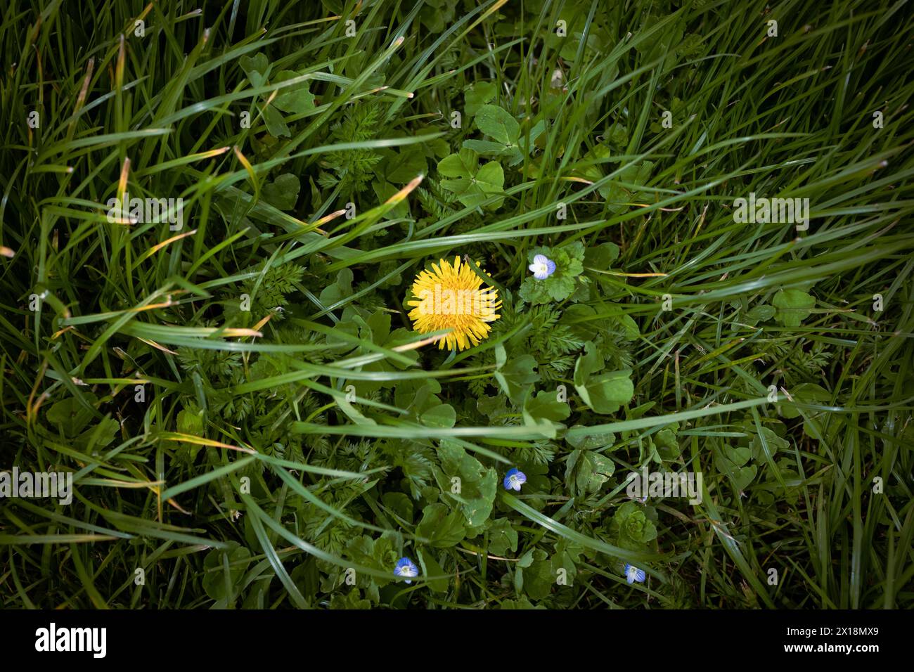 Belles fleurs de pissenlits jaunes en macro nature. Banque D'Images