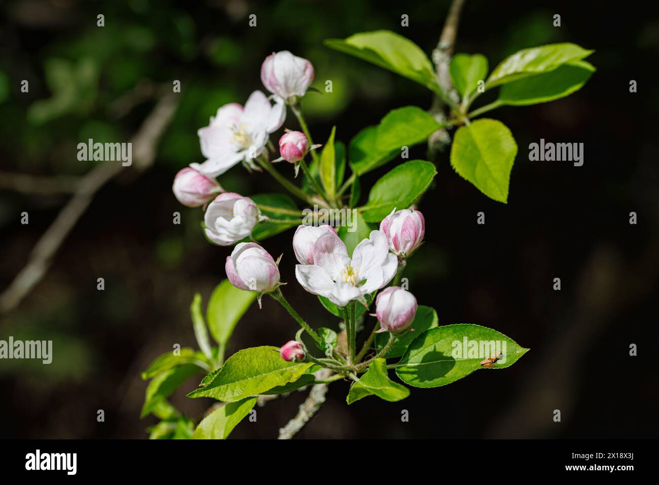 Pommier rose et blanc (Malus domestica) fleurit et bourgeons au printemps dans un jardin du Surrey, sud-est de l'Angleterre, vue rapprochée Banque D'Images