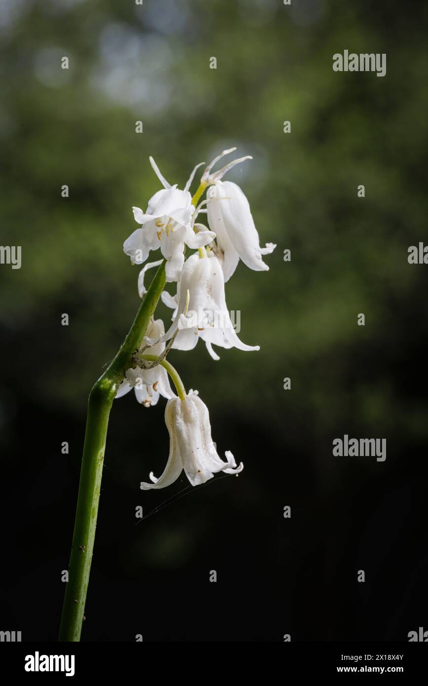 L'anglais Whitebell, une forme de bluebell (jacinthoides non-scripta) fleurit au début du printemps à Surrey, dans le sud-est de l'Angleterre Banque D'Images