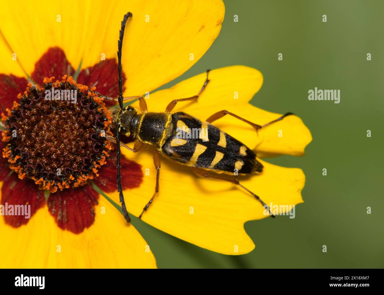 Coléoptère zèbre (Typocerus zebra) insecte se nourrissant de nectar de fleur de graine de mouton, nature Springtime concept d'agriculture de lutte contre les parasites. Banque D'Images