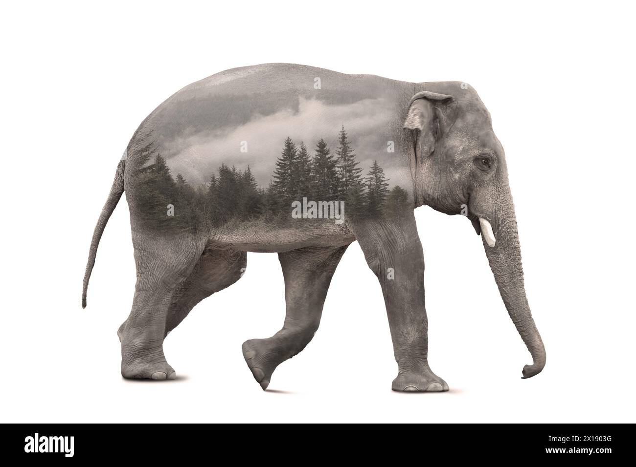 Double exposition de grand éléphant et forêt en montagne Banque D'Images