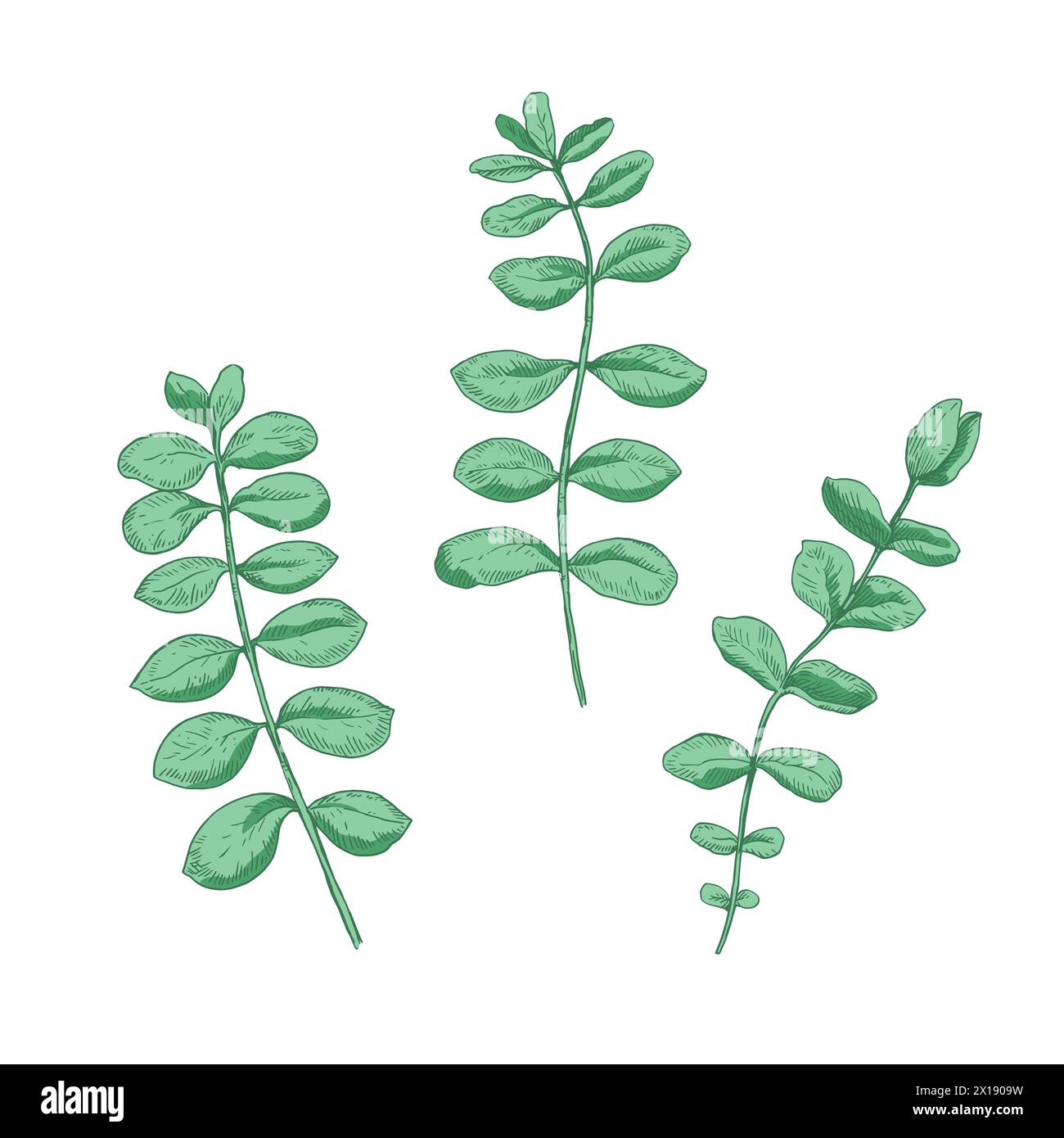 Branches d'eucalyptus. Éléments de conception isolés dans le style de gravure. Illustration vectorielle. Illustration de Vecteur