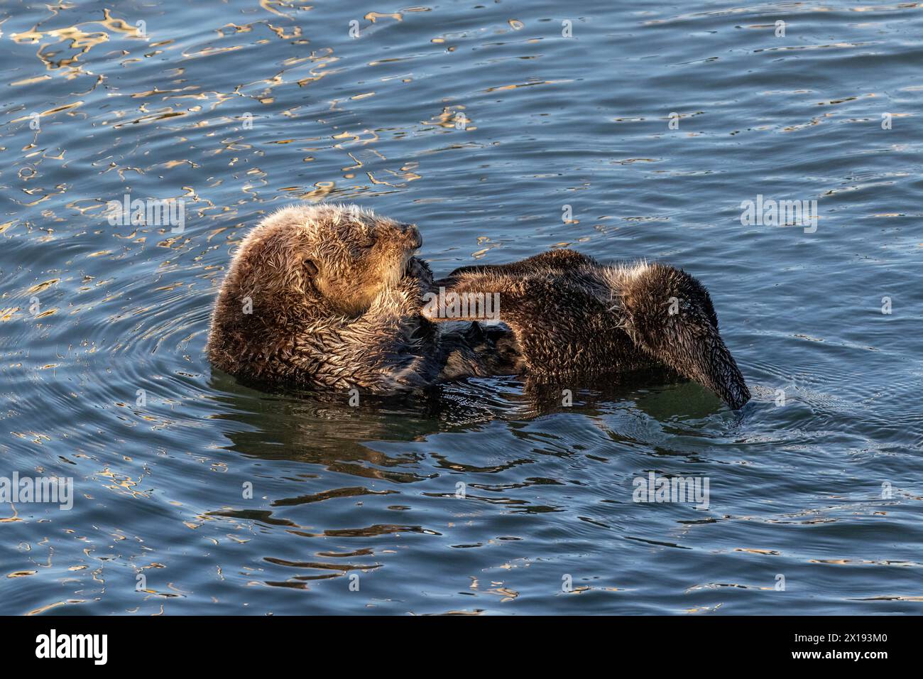 Gros plan de loutre de mer (Enhydra lutris) flottant dans l'océan dans la baie de Morro, Californie. Banque D'Images