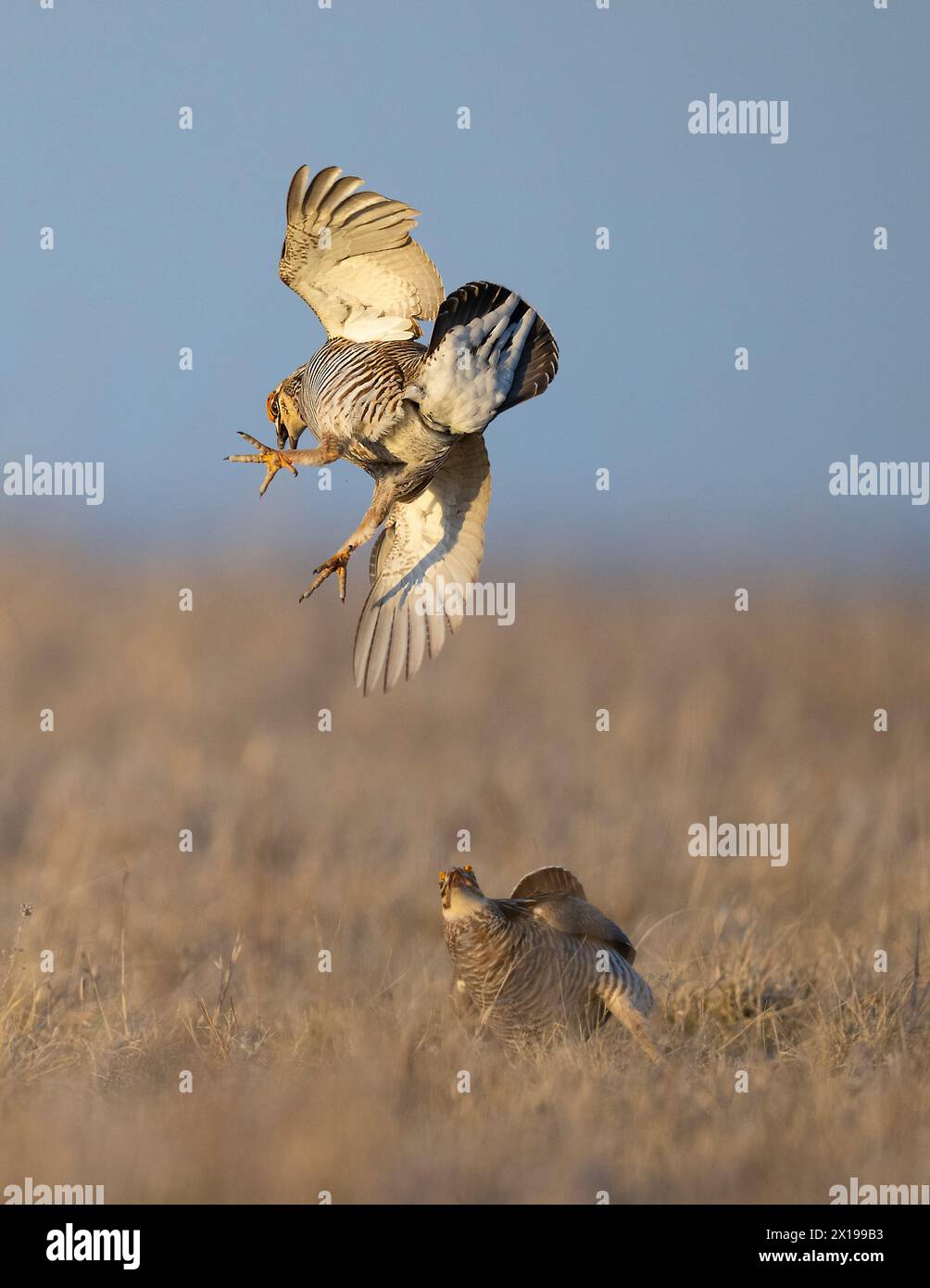 Les poulets de la Grande Prairie combattent dans la prairie indigène du Dakota du Sud Banque D'Images