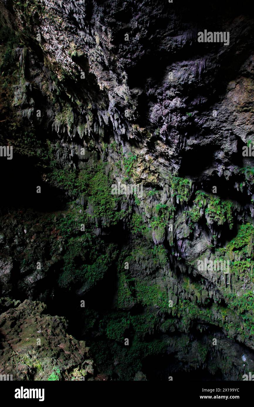 Une vue d'ornementation couverte de mousse verte à l'embouchure de la grotte Karst Gunungsewu. Appelé la zone crépusculaire parce que l'intensité de la lumière du soleil diminue. Banque D'Images
