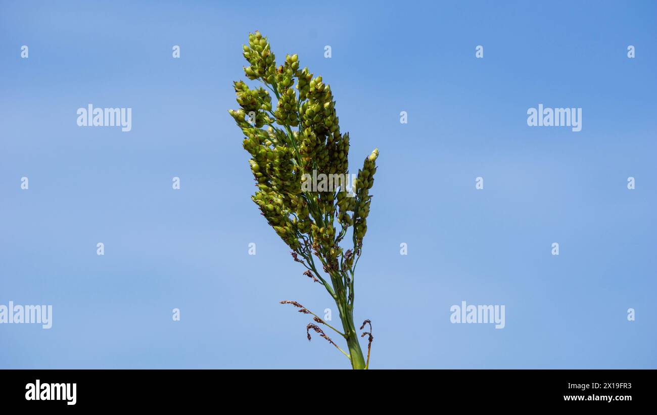 Sorgho bicolor (Cantel, gandrung, grand millet, maïs broomcorn, maïs d'Inde). Le grain trouve une utilisation comme nourriture humaine, et pour faire de la liqueur, de l'alimentation animale Banque D'Images