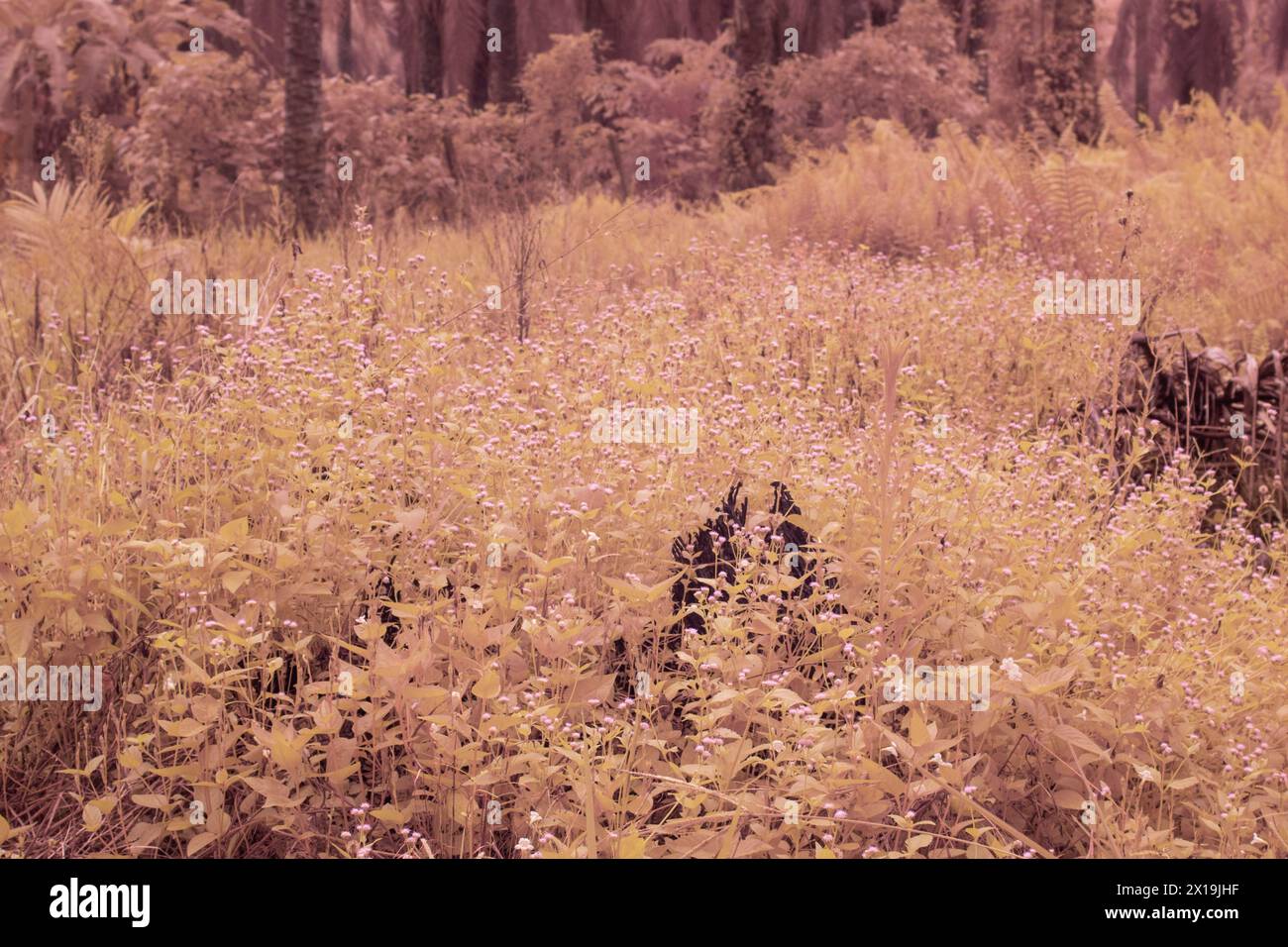 image infrarouge de l'herbe fontaine rose touffue dans la prairie sauvage. Banque D'Images