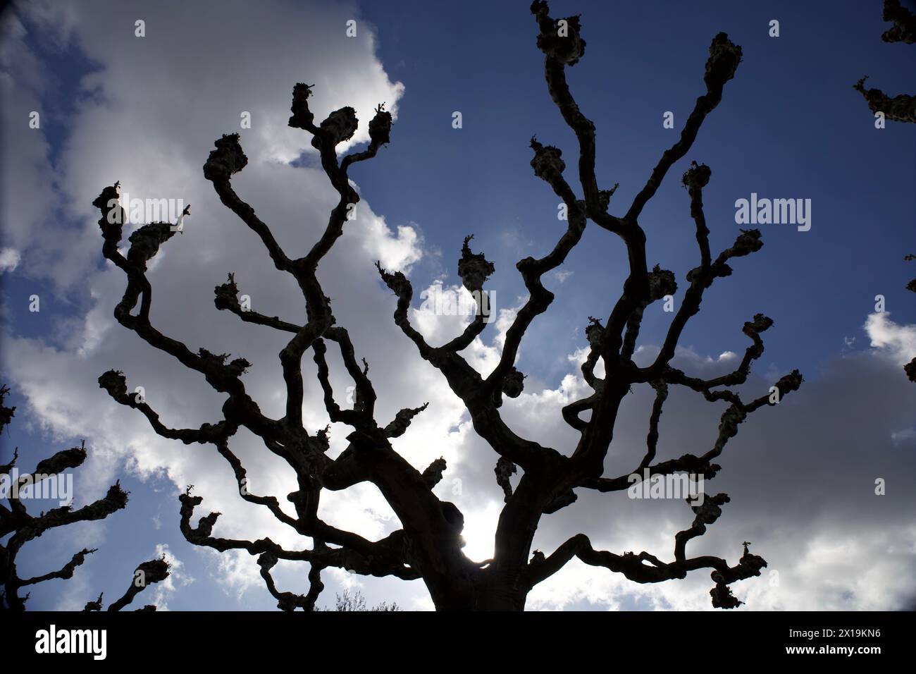Francfort-sur-le-main, Allemagne. 10 avril 2024. Branches d'un arbre. Banque D'Images