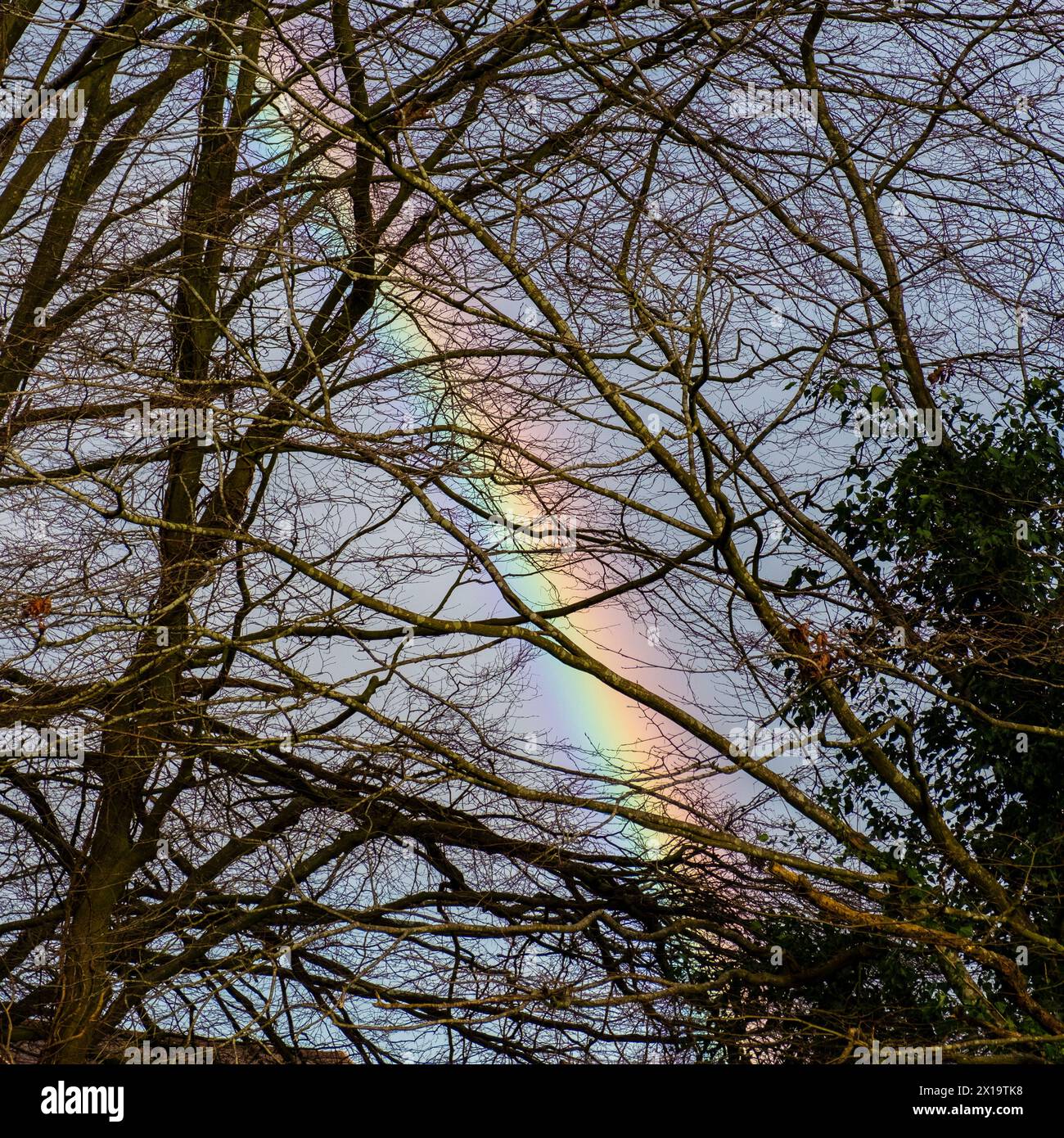 Un arc-en-ciel vu à travers des branches d'arbres en hiver Banque D'Images