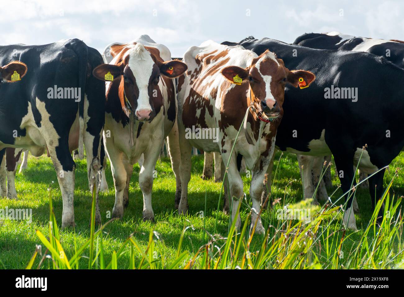 Des vaches curieuses dans le champ vert Banque D'Images