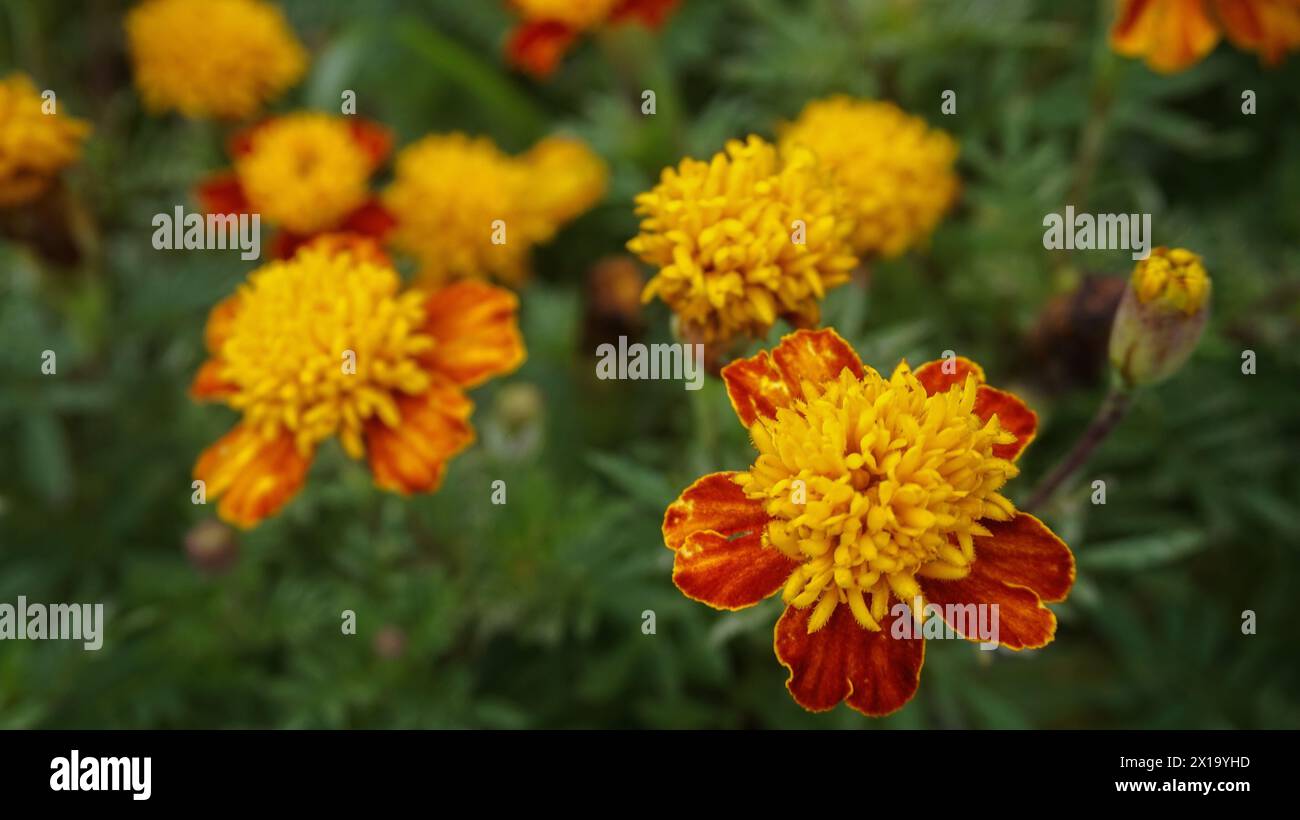 belles fleurs de souci avec fond de nature Banque D'Images