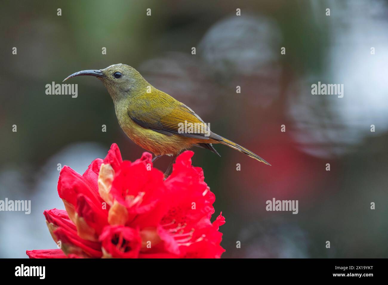 Rishop, Bengale occidental, Inde. Sunbird à queue verte, femelle Aethopyga nipalensis Banque D'Images