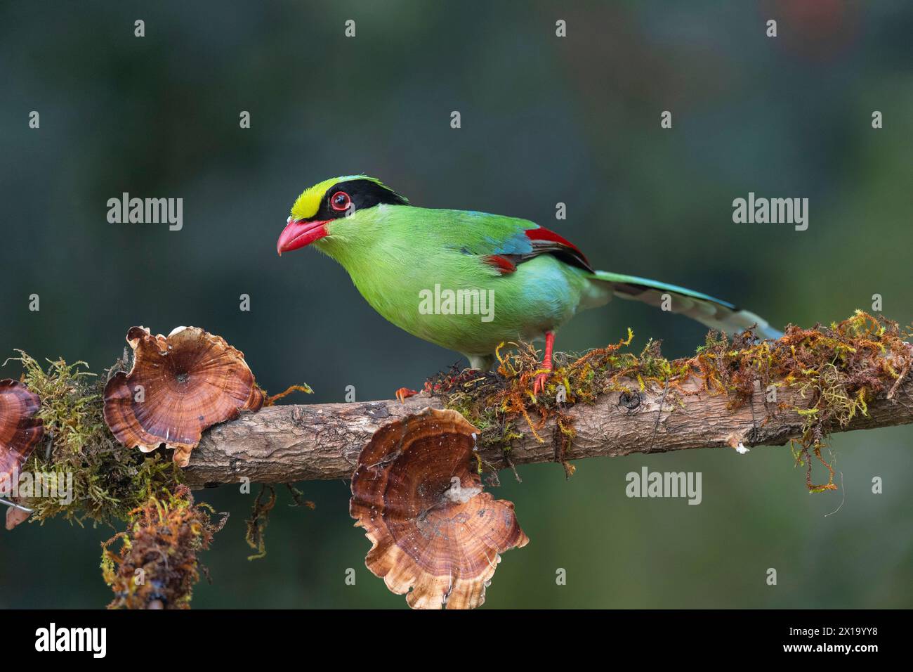 Latpanchar, district de Darjeeling au Bengale occidental, Inde. Pie verte commune, Cissa chinensis Banque D'Images