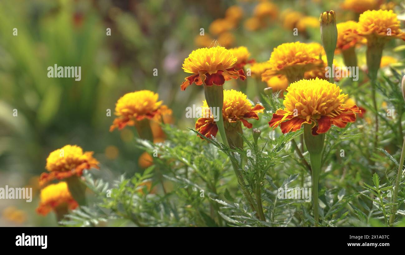 belles fleurs de souci avec fond de nature Banque D'Images