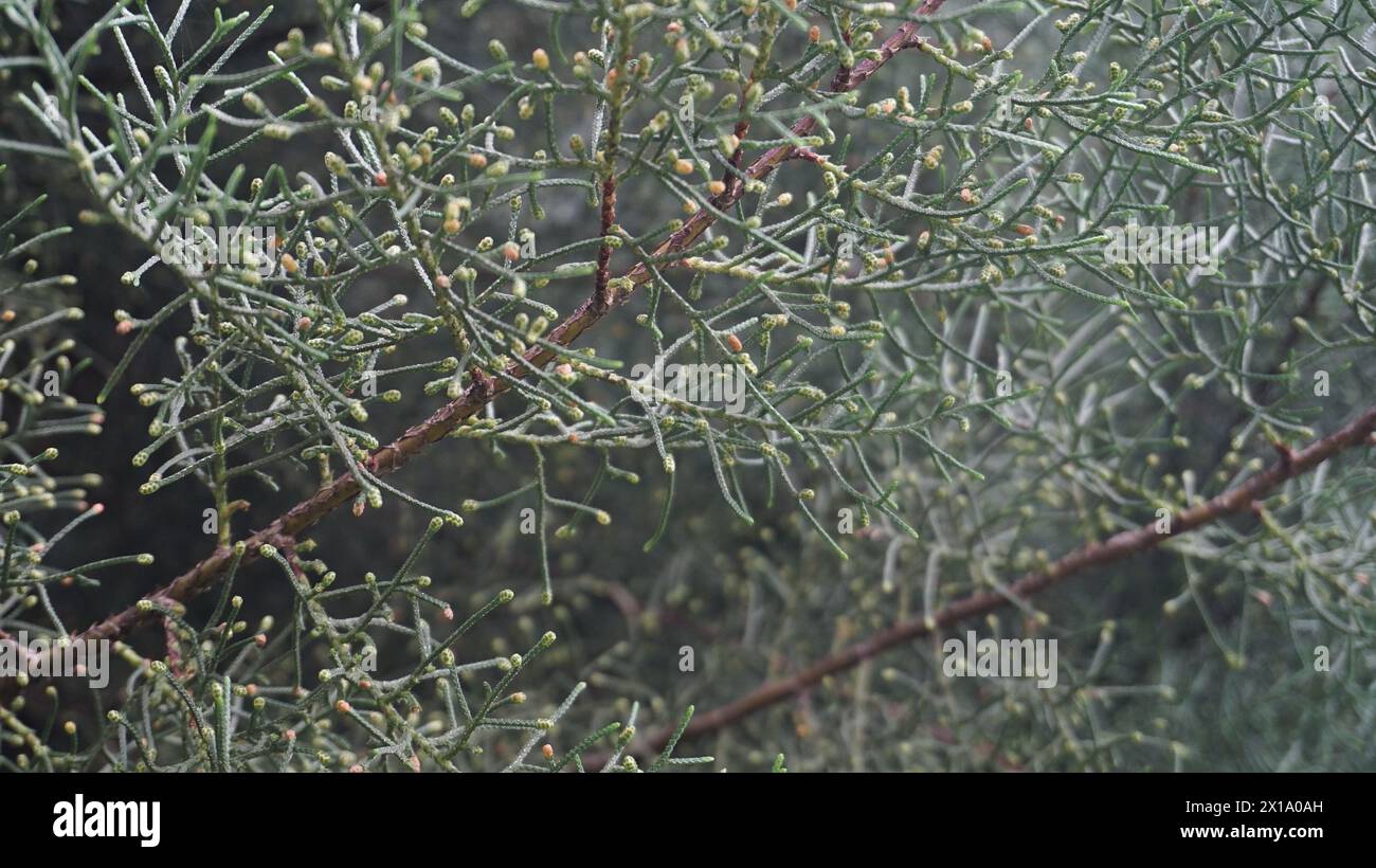 Plantes Juniperus, souvent utilisées comme décorations de jardin à la maison Banque D'Images