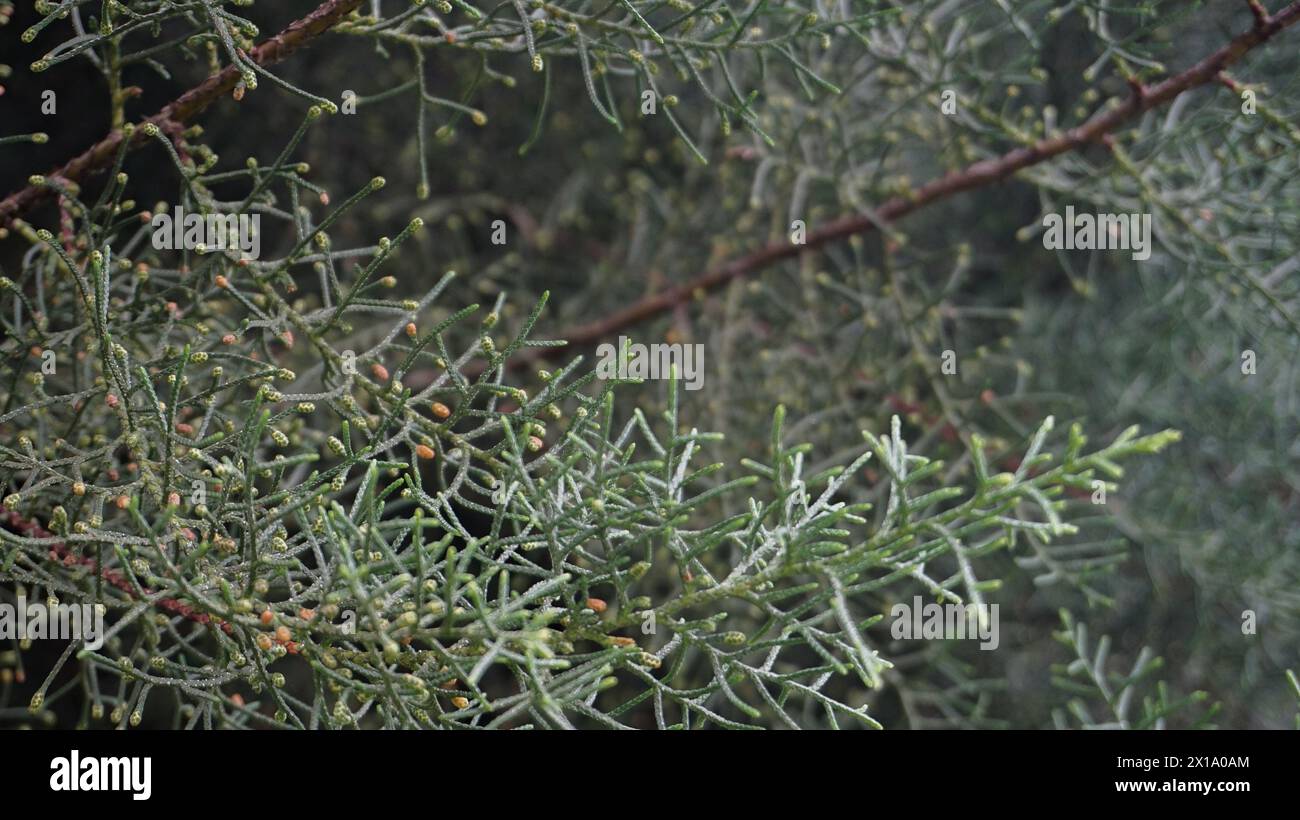 Plantes Juniperus, souvent utilisées comme décorations de jardin à la maison Banque D'Images