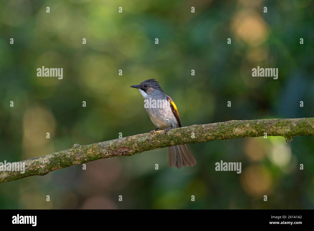 Réserve de tigres de Buxa, Bengale occidental, Inde. Ashy Bulbul, Hemixos flavala Banque D'Images