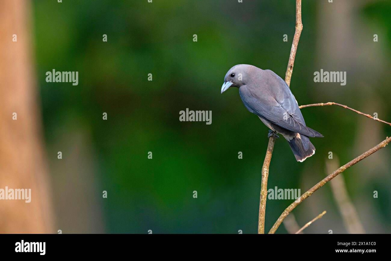 Réserve de tigres de Buxa, Bengale occidental, Inde. Ashy Woodswallow, Artamus fuscus Banque D'Images