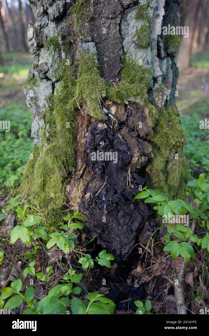 Champignon Chaga sur le bouleau Banque D'Images