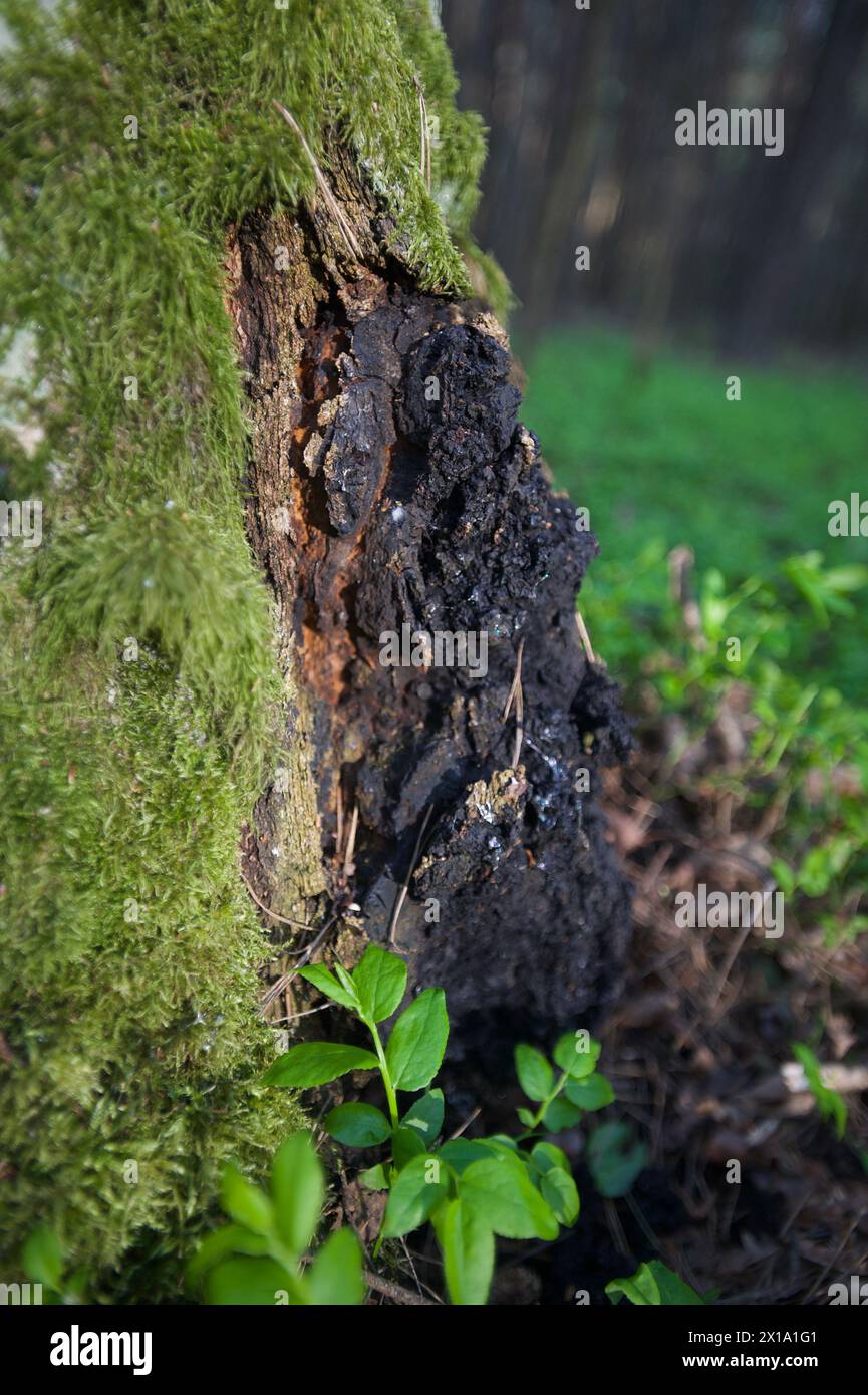 Champignon Chaga sur le bouleau Banque D'Images