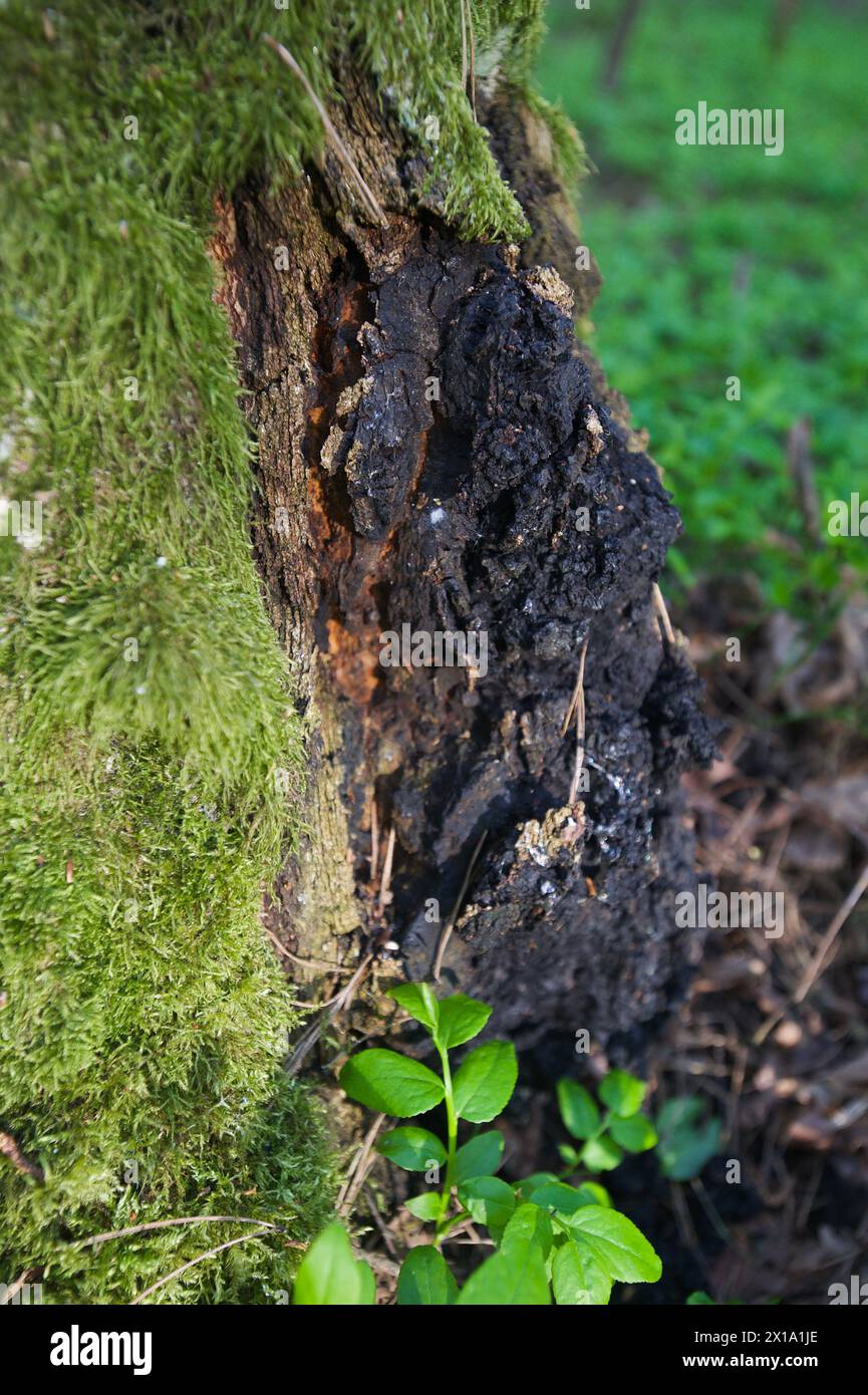 Champignon Chaga sur le bouleau Banque D'Images