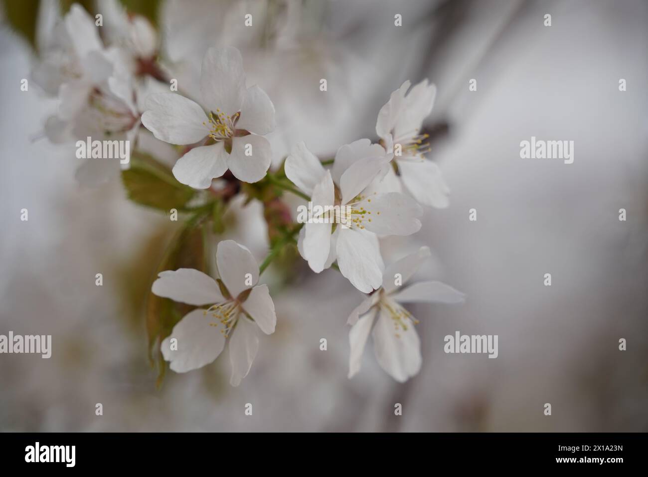 cerisier en fleurs au printemps, gros plan sur de belles fleurs de cerisier Banque D'Images