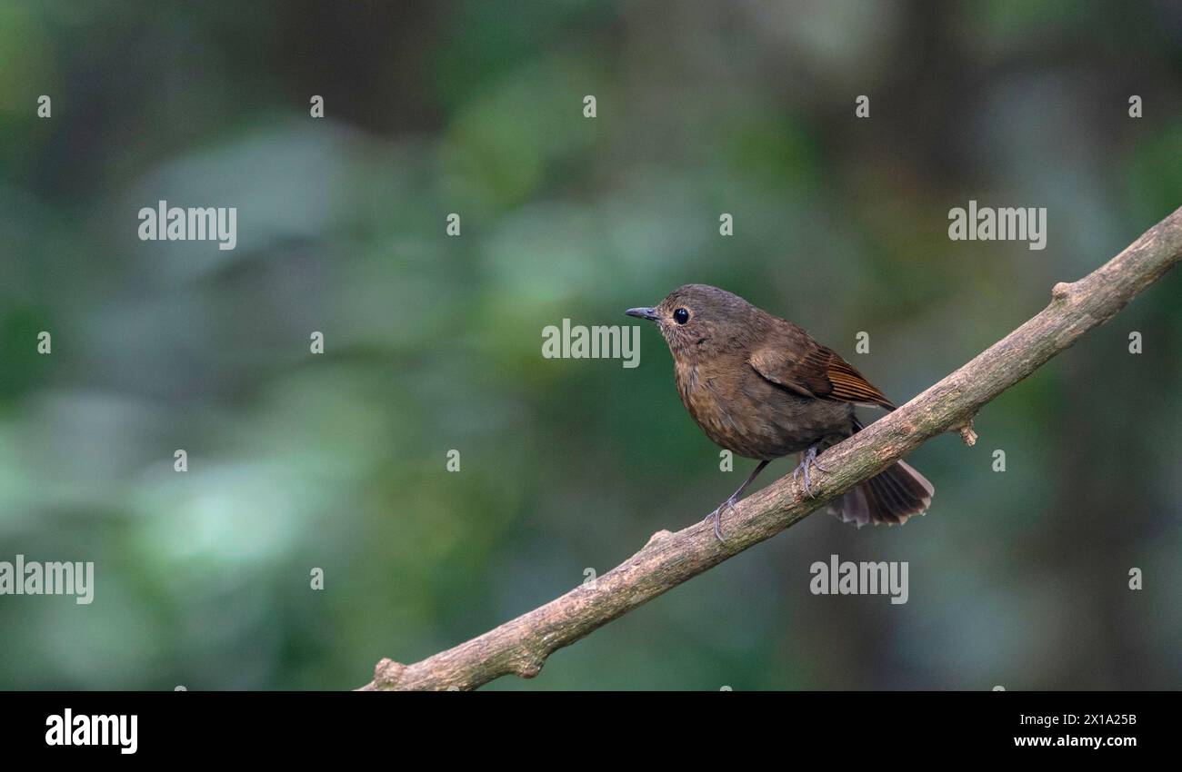 Réserve de tigres de Buxa, Bengale occidental, Inde. robin à queue blanche, Myiomela leucura femelle Banque D'Images