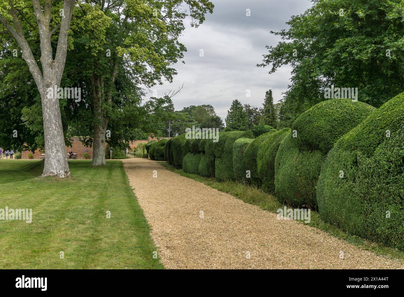 Haie taillée et façonnée dans le domaine de Turvey House, Bedfordshire, Royaume-Uni Banque D'Images