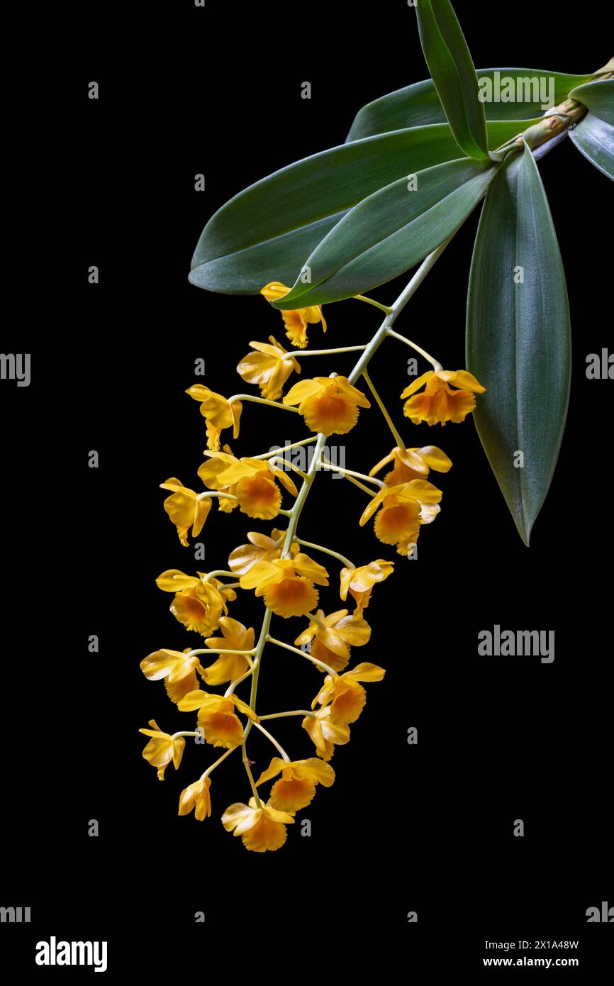 Vue verticale rapprochée de l'espèce épiphyte d'orchidées dendrobium chrysotoxum en fleurs avec amas jaune orangé de fleurs isolées sur fond noir Banque D'Images