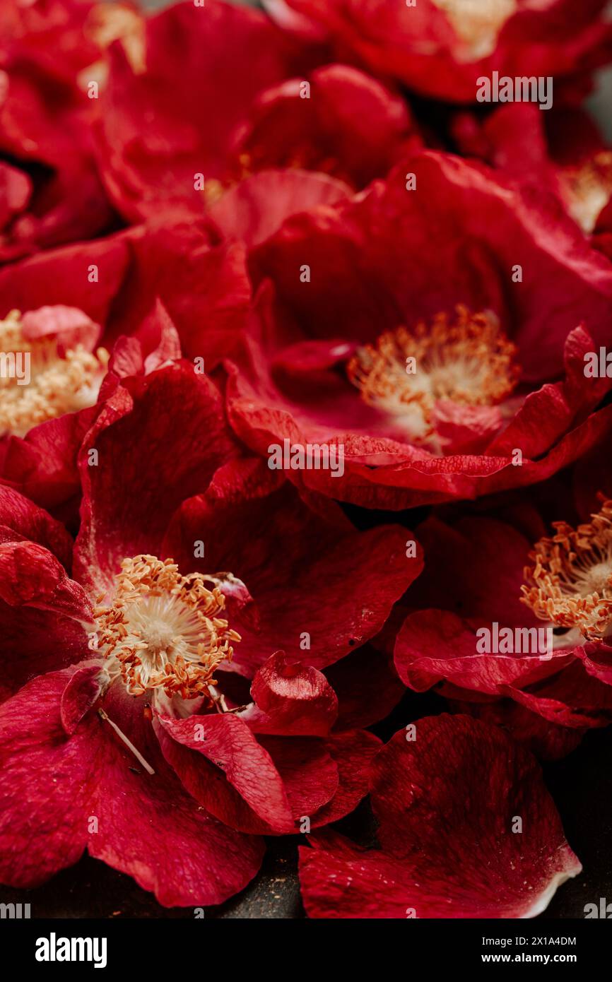 un beau chien rose rouge rose fleurs fond Banque D'Images